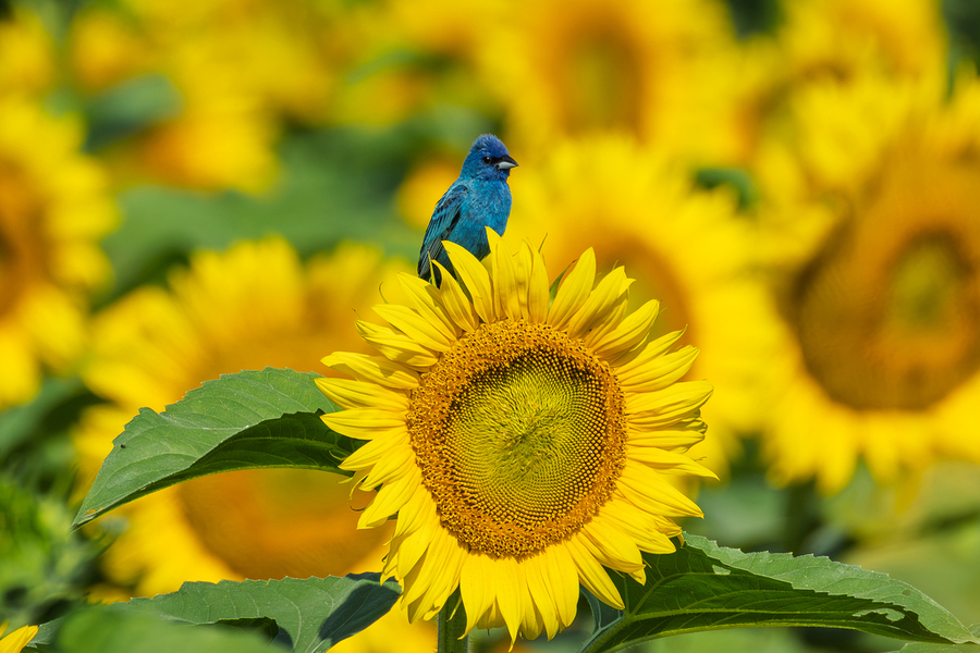 Blue and Gold a perfect contrast