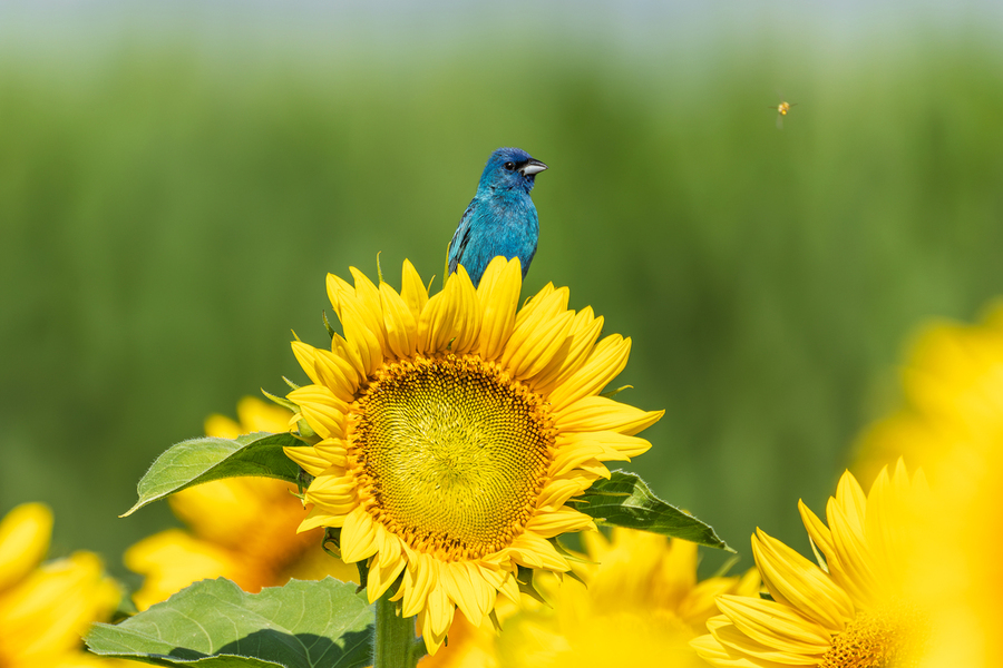 Blue Bird posing on Sunflower