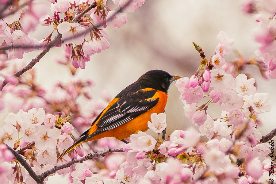 Cherry Blossom and Oriole