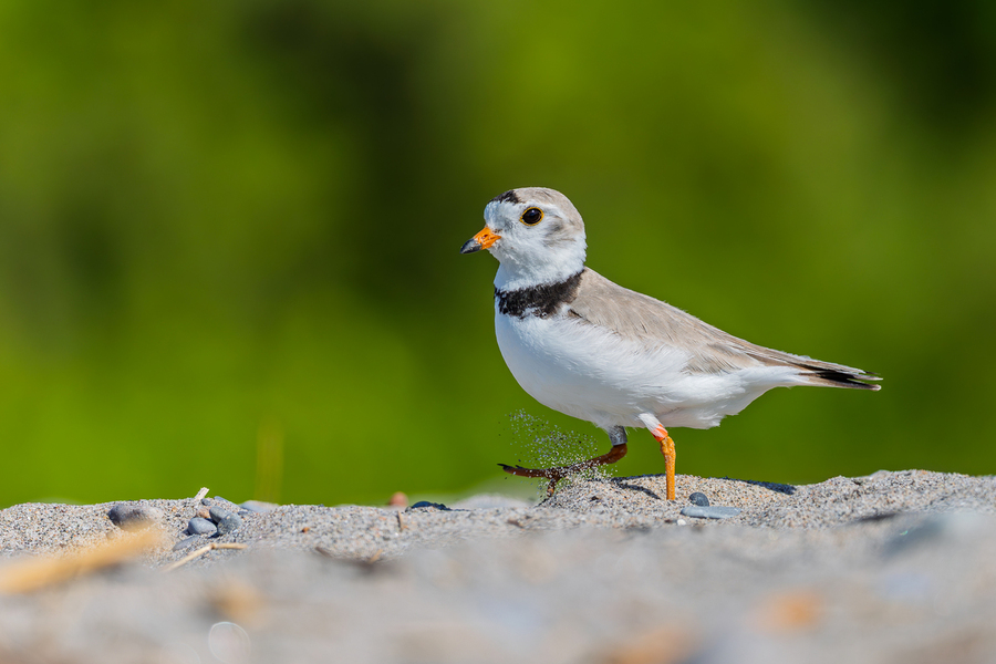 Dancing on the sand