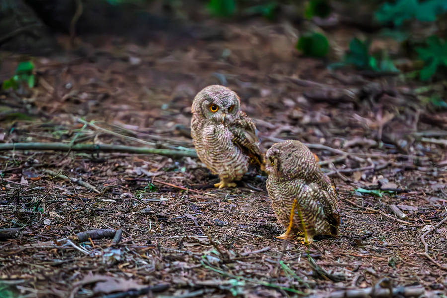 Evening Chat