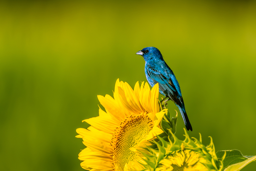Feeling Blue & Looking blue