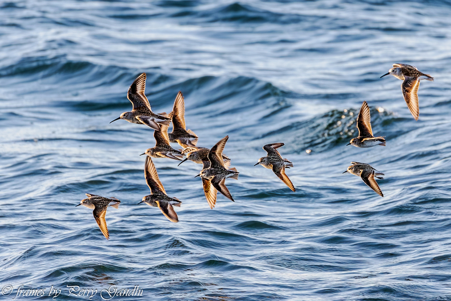 Flocking on Blue water