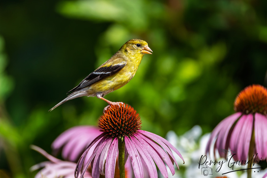 Goldfinch on Purple Flower