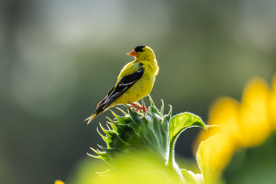 Goldfinch On Sunflower Bud