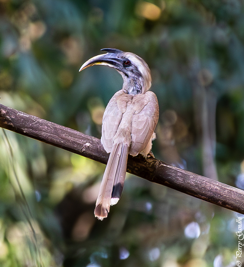 Grey Hornbill of India