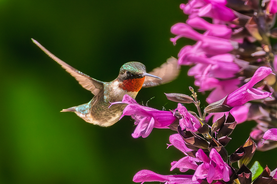 Humming Bird and purple flower