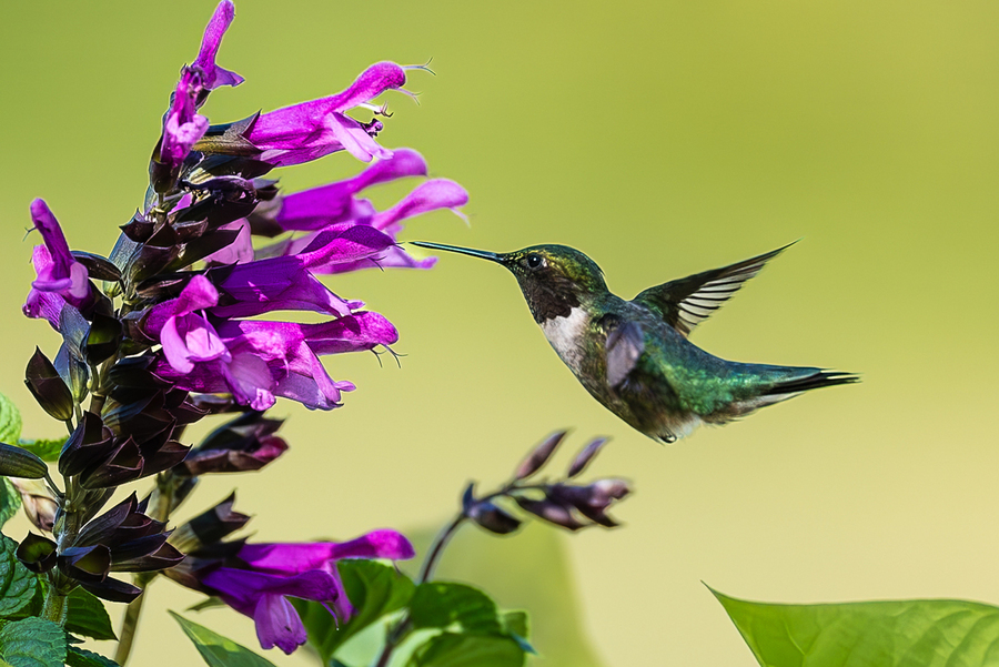 Humming Bird dip stick