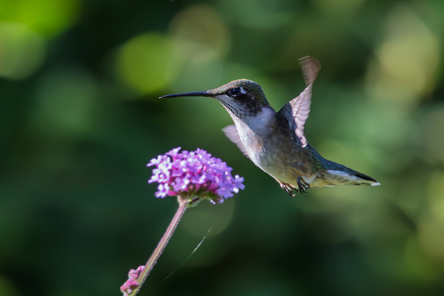 Hummingbird