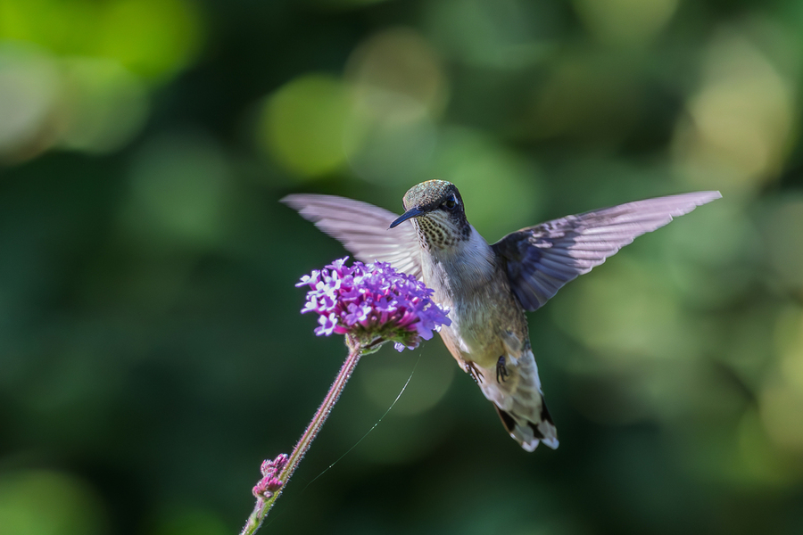 Hummingbird On Purple Flower