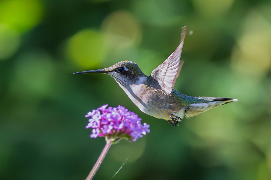Hummingbird