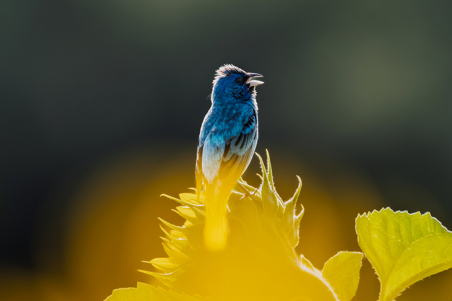 Indigo bunting dipped in gold