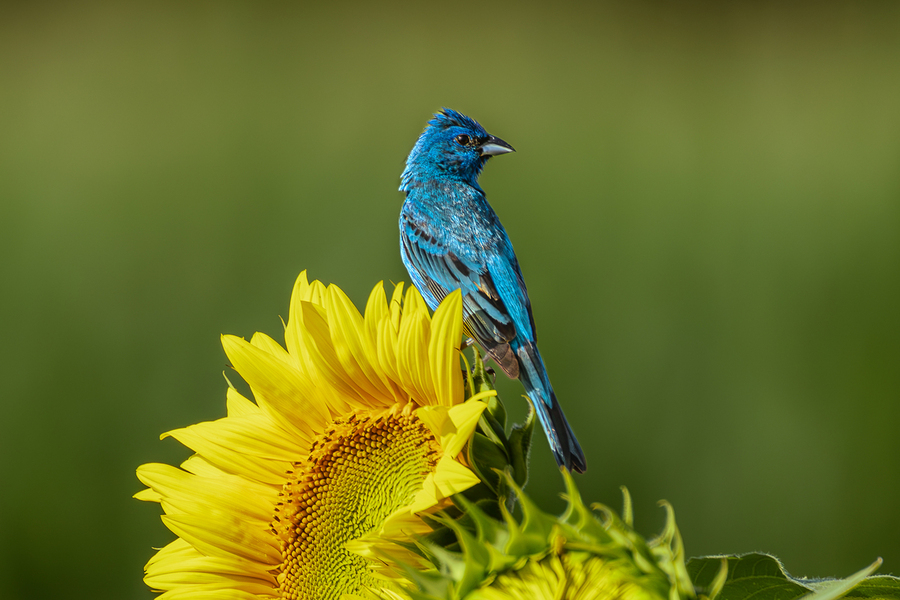 Indigo Bunting, Sunflower, Bird photography