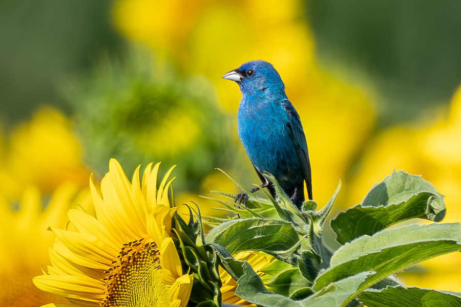 Indigo Bunting on Sunflower Photography