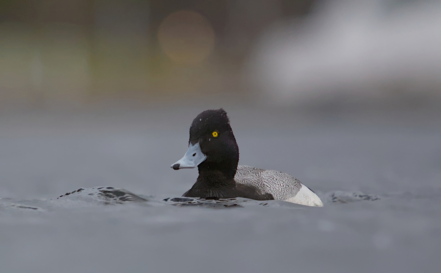Lesser Scaup a closeup