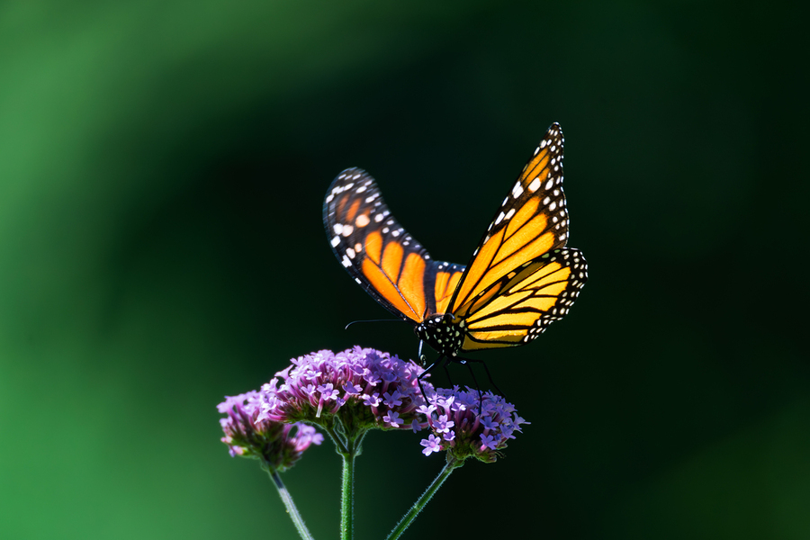 Monarch Butterfly 