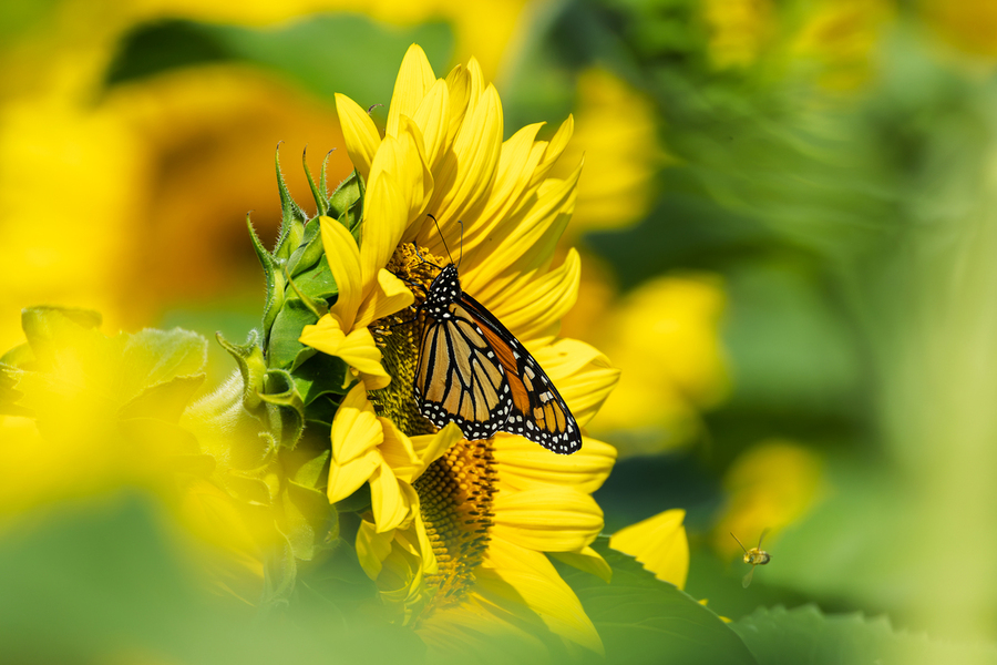 Monarch Butterfly and golden nectar