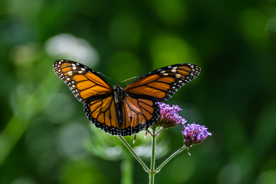 Monarch Butterfly Photograph On