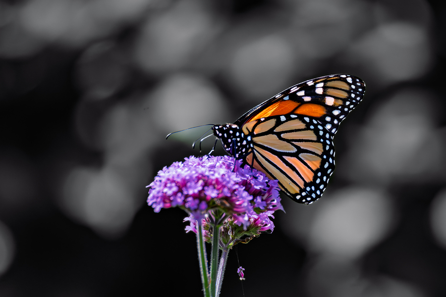 Monarch Butterfly