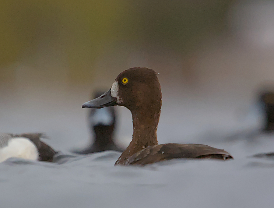 Parley of ducks