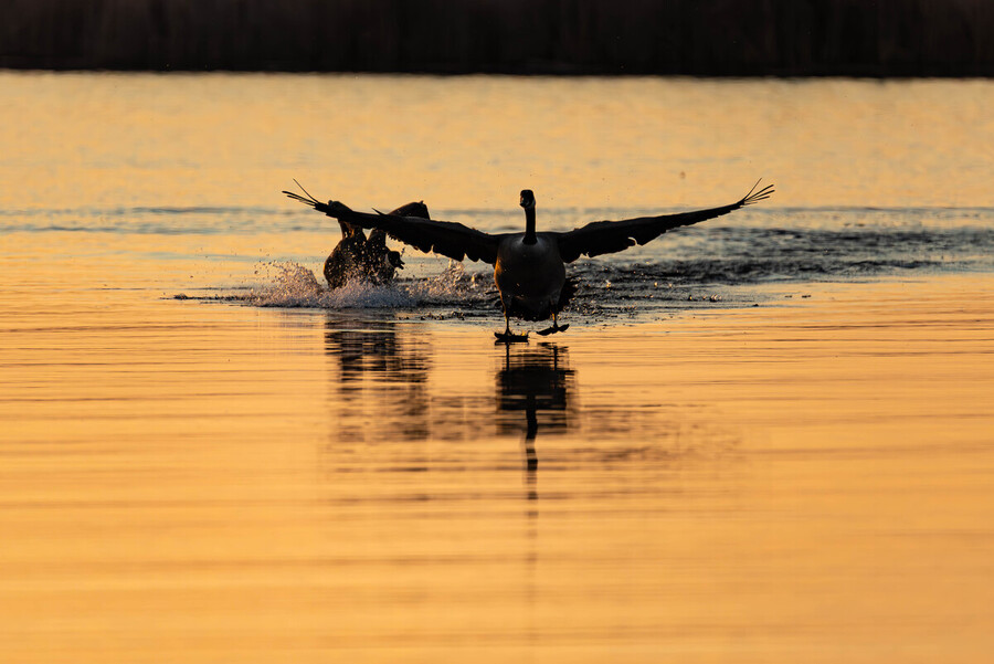 Perfect  Glide