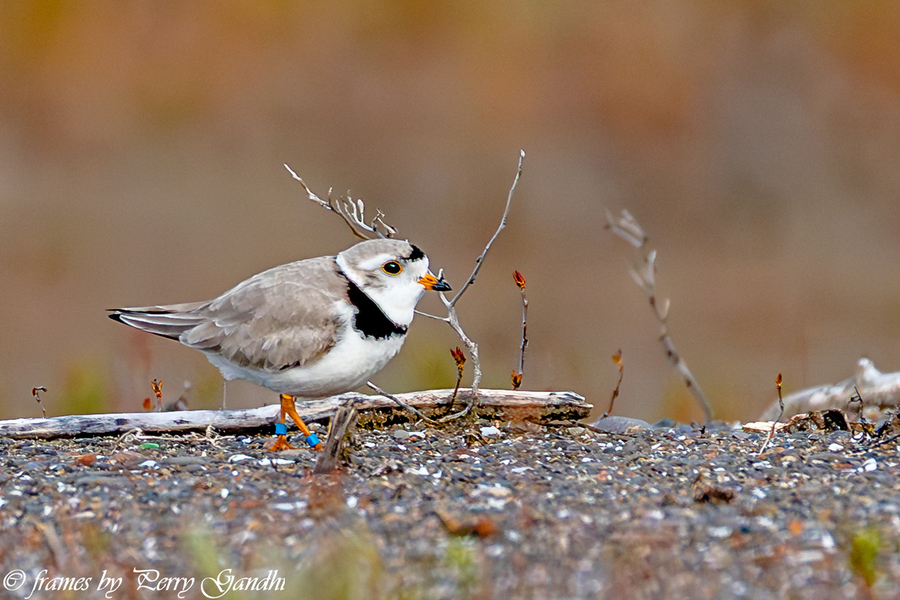 Pipping Plover