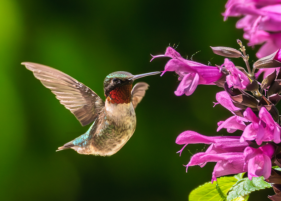 Red Throated Humming Bird