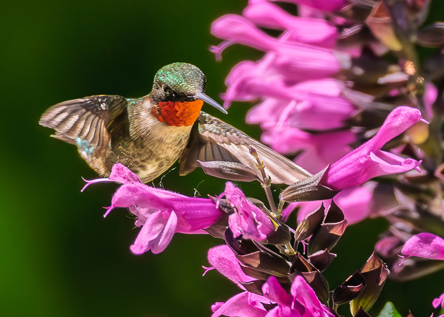 Ruby Throated