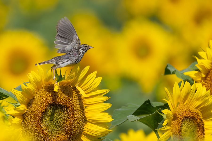 Savannah sparrow enjoying the bloom