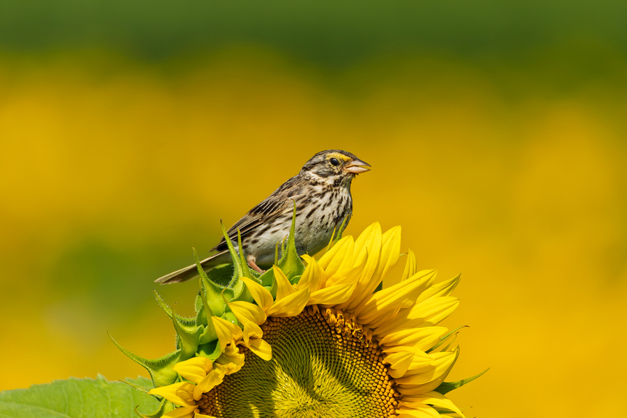 Savannah sparrow in Gold field
