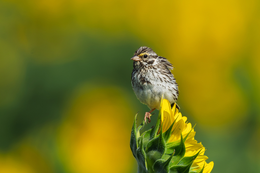 Savannah Sparrow in Sunflower Field