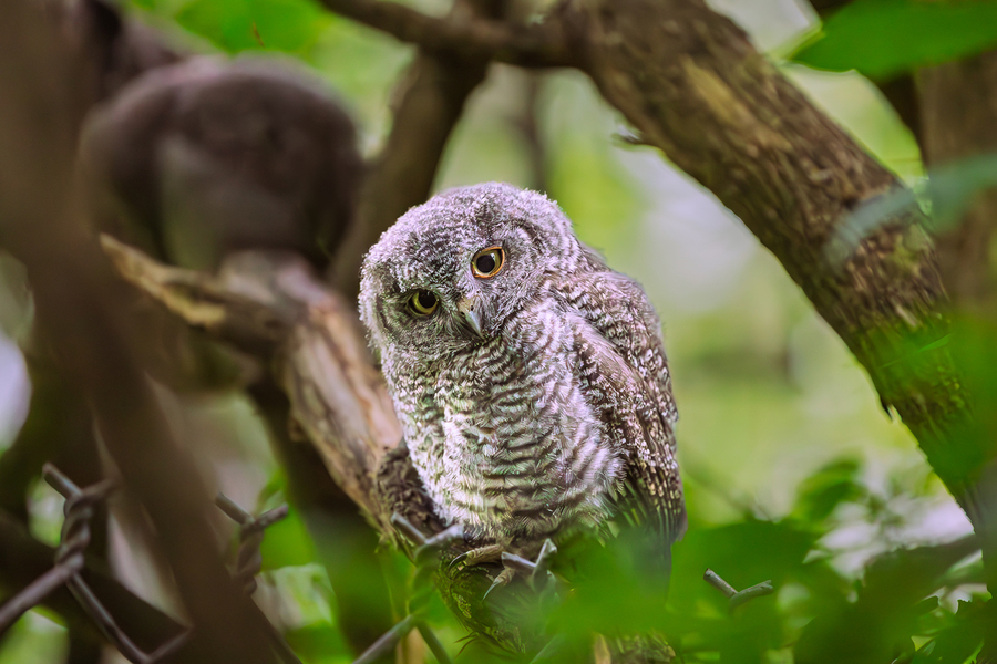 Screech Owlet