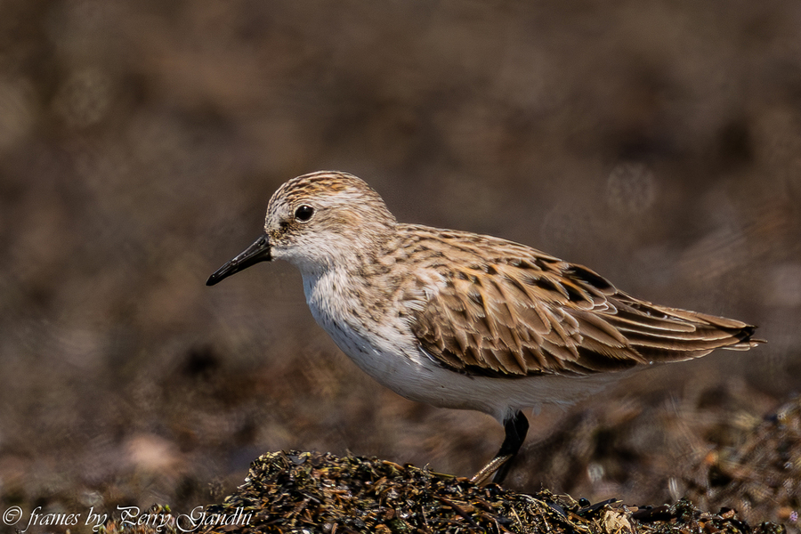 Semipalmated Sandpiper