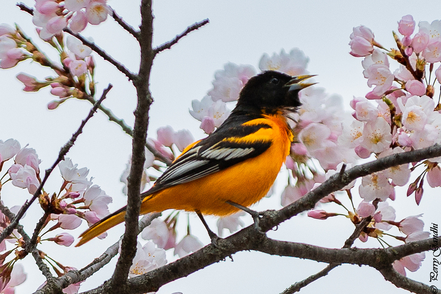 Singing in the bloom