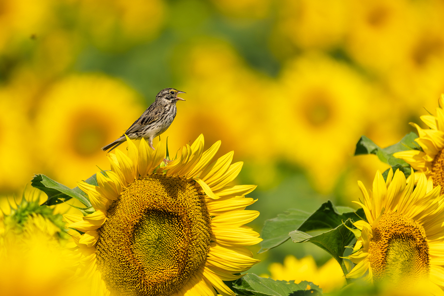 Singing in yellow sea