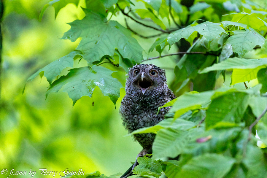 Singing screech owlet