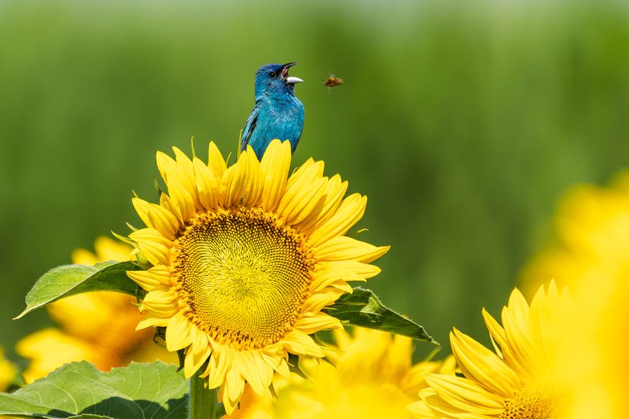 Singing the Chorus