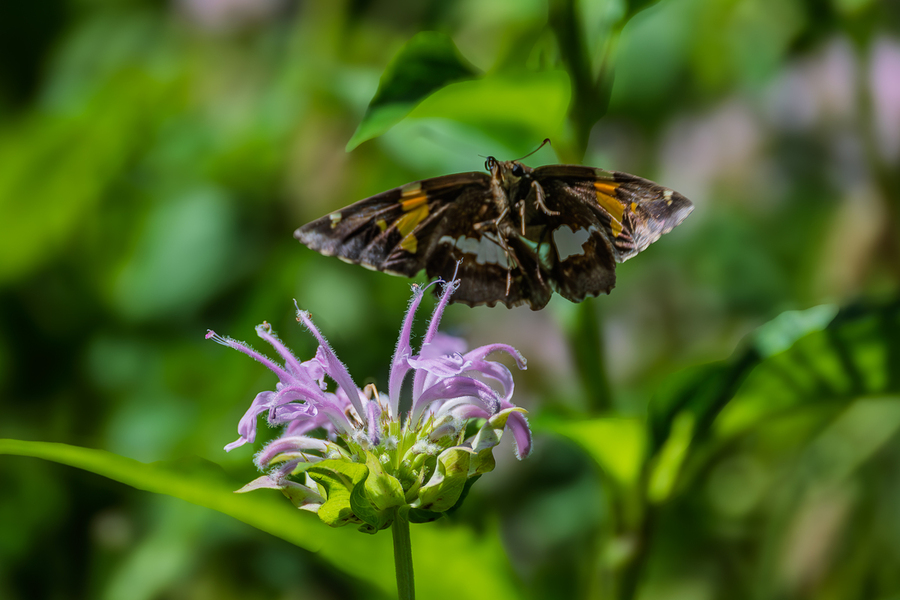 Skipper- Silver spotted