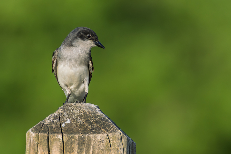 Small Bird with Massive attitude