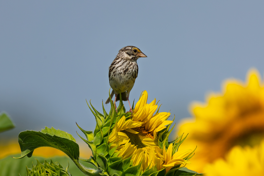 Sparrow On Sunflower