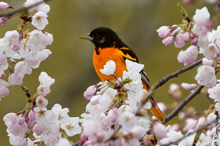 Splash of Orange- Baltimore Oriole