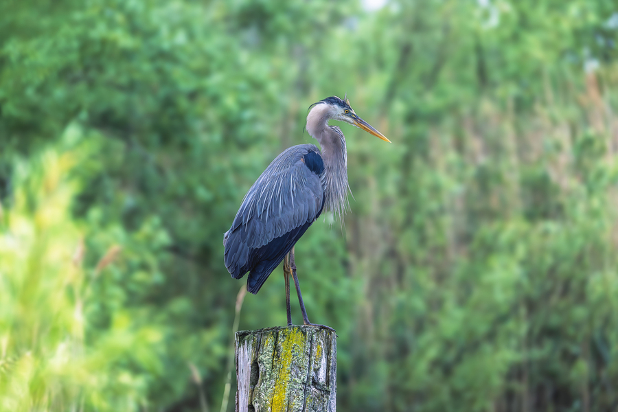 Standing Guard