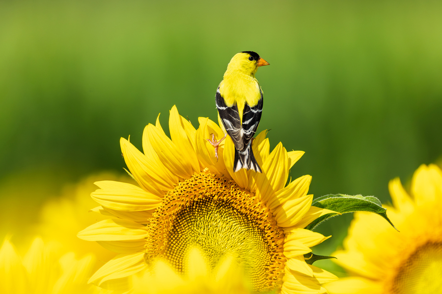 Sun and Gold
