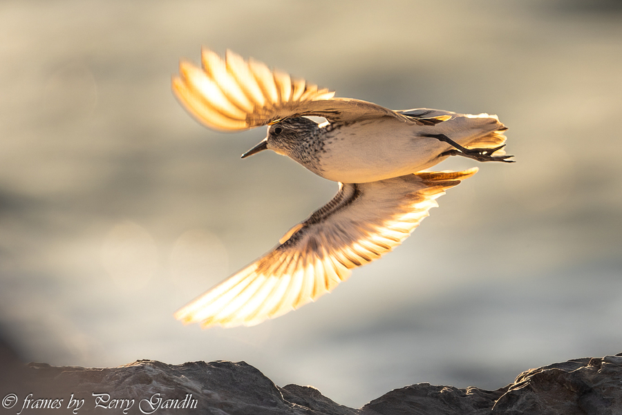 Sun glow on wings