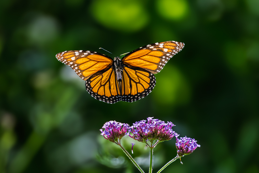 Sunkissed wings