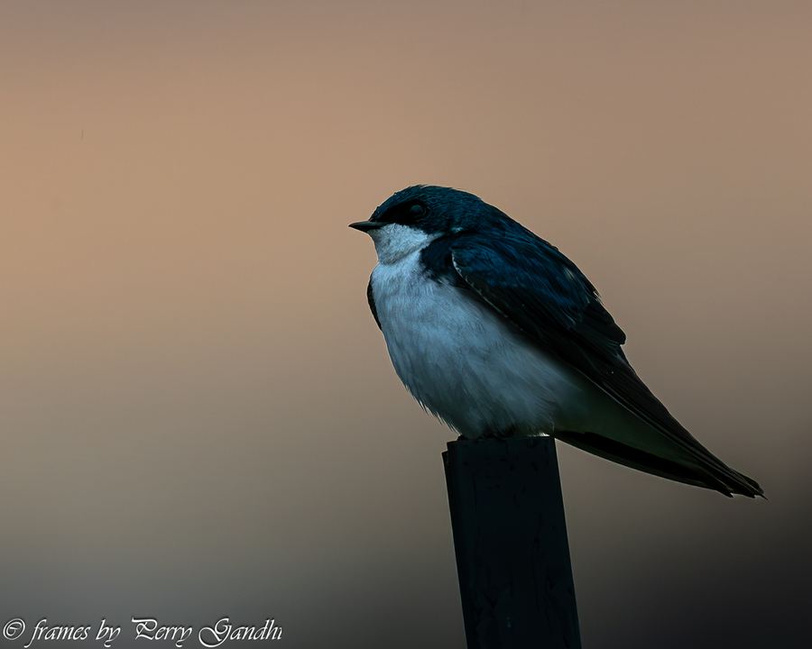 Swallow at Sunset