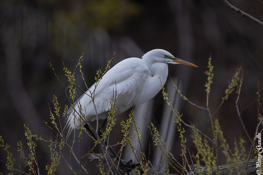 White Egret in breeding plumage