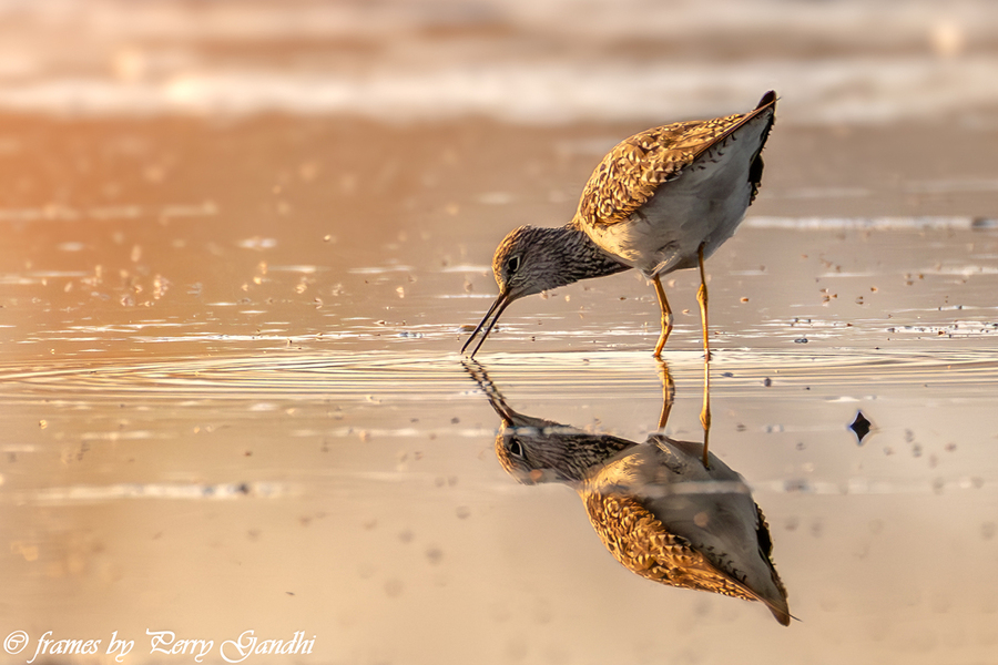 Wood Sandpiper - Perfect reflection