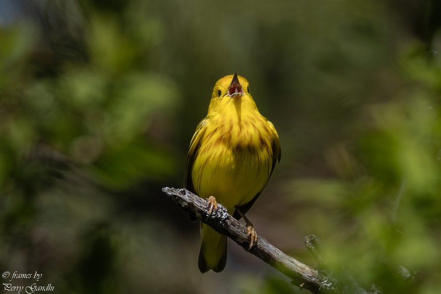 Yellow Bird Singing
